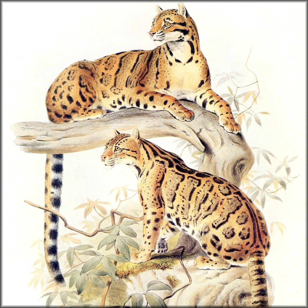 Digital Download - 1 image