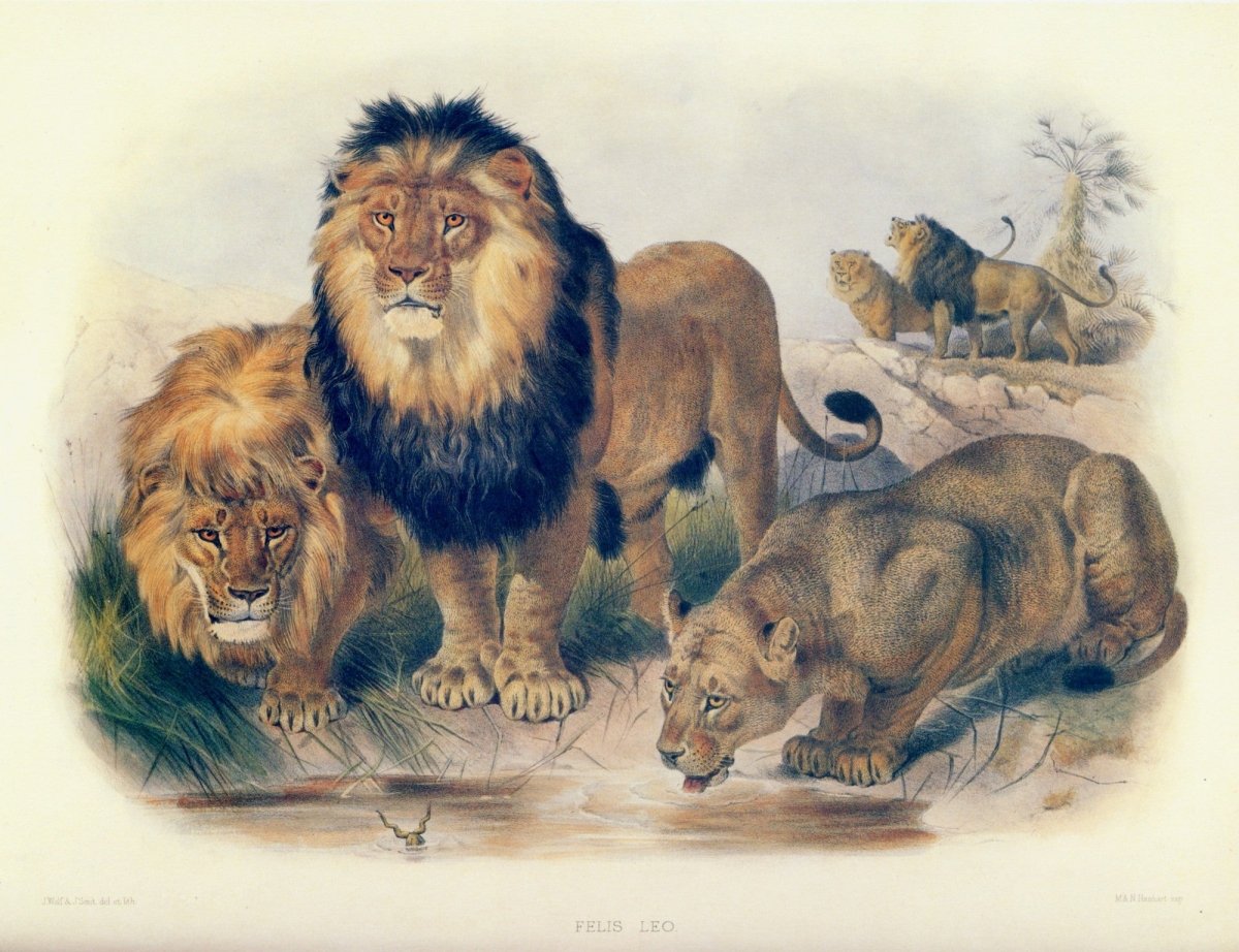 Dimensions 6687 x 5139 pixels