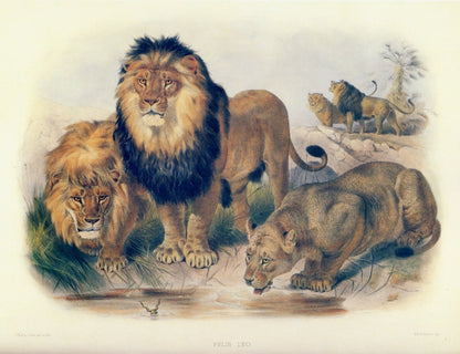 Dimensions 6687 x 5139 pixels