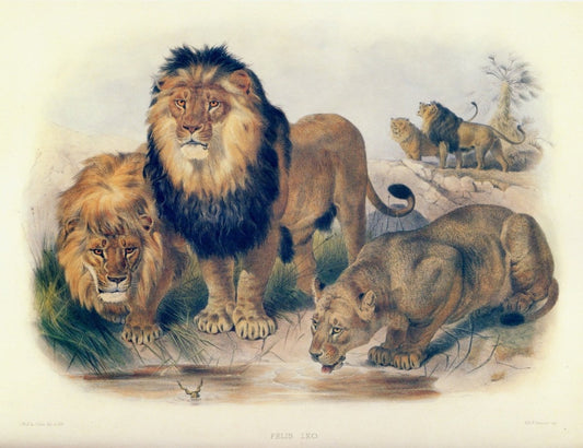 Dimensions 6687 x 5139 pixels