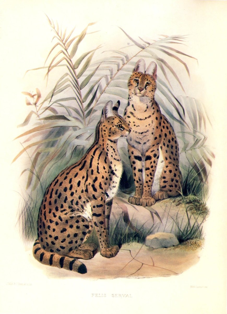 Mammals of the World - 56 Images to Download | Dimensions 5071 x 6996 pixels