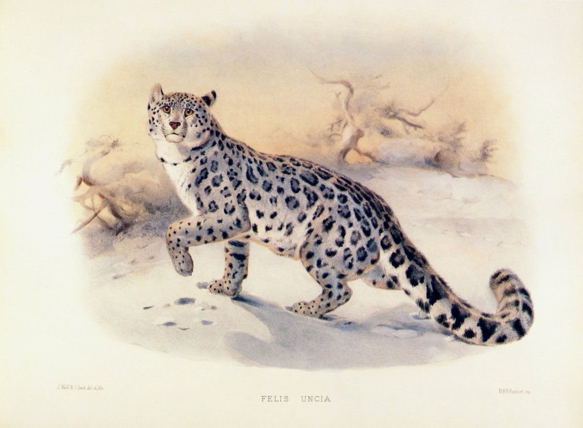 Mammals of the World - 56 Images to Download | Dimensions 6970 x 5120 pixels