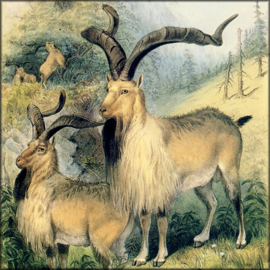 Digital Download - 1 image