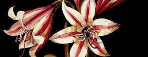 Mary Delany (1700-1788) - Asphodil Lilly (Crinum Zeylanicum)
