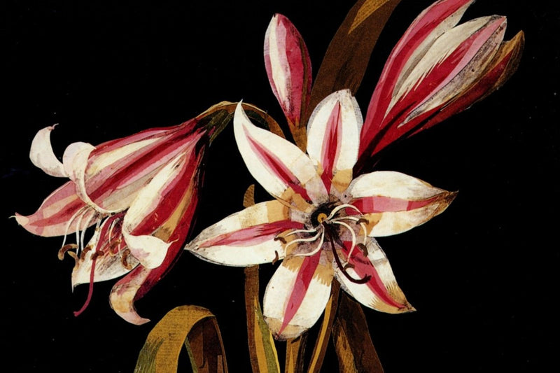 Mary Delany (1700-1788) - Asphodil Lilly (Crinum Zeylanicum)